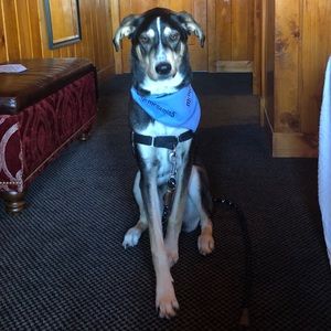 Meet your Posher, Thomas